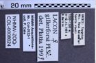 Etiketten zu Lacon gillerforsi (NHMW-ZOO-COL-0008024)